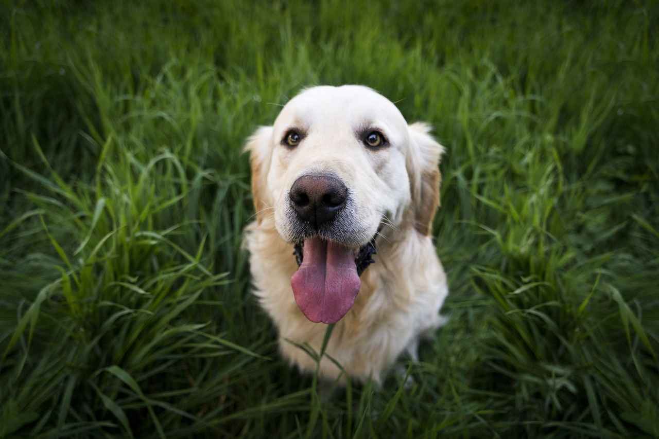 Erst der Kurs und dann der Hund Sitzender Hund auf einer grünen Wiese