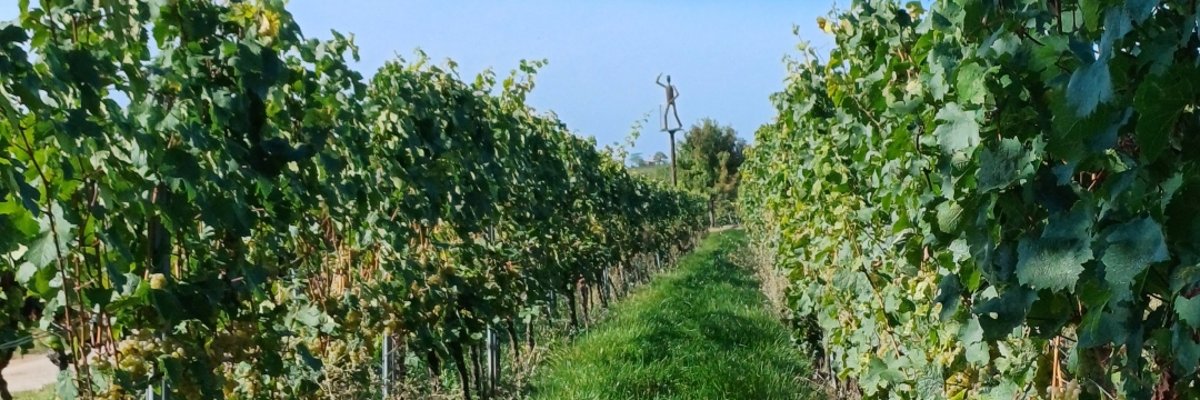 Auf dem Bild sieht man den Weg zwischen zwei Weinreben rechts und links.