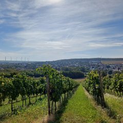 Weinberge