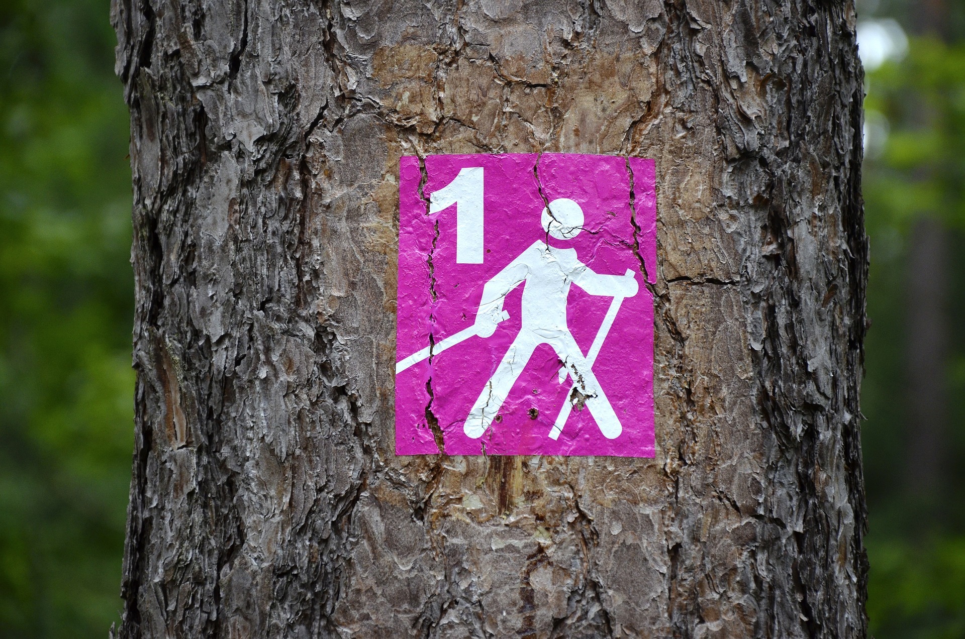 Nordic Walking Abbildung auf einem Baum