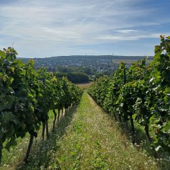 Weinberge