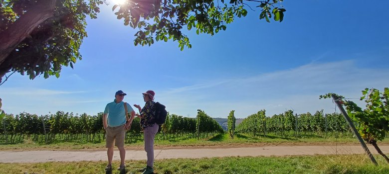 Wanderer auf dem Kunst- und Kulturwanderweg Wanderer in den Weinbergen
