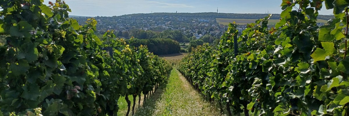 Weinberge Weinberge