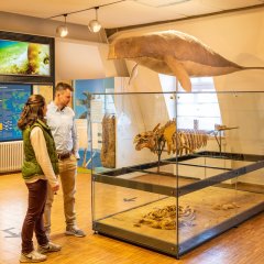 Besucher im Alzeyer Museum, die sich Knochen und Ausstellungen anschauen.