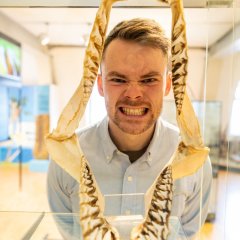 Ein Mann, der seinen Kopf durch ein Hai-Gebiss im Alzeyer Museum steckt.