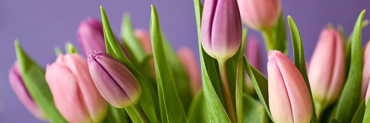 Tulpen