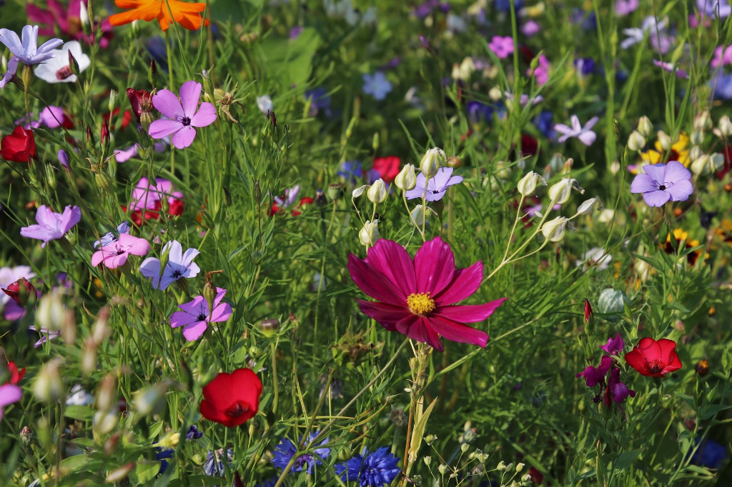 Blumenwiese