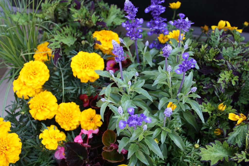 Blumen