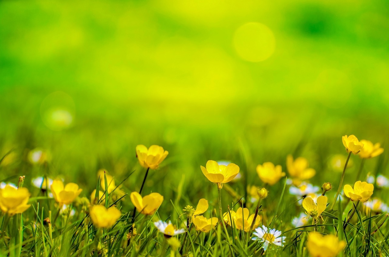 Eine Wiese mit einigen kleinen Blumen