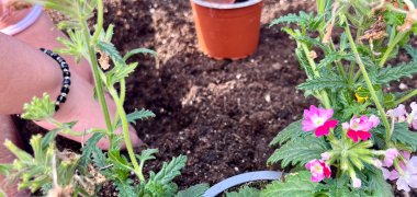 Eine Hand gräbt in einem Kübel Blumenerde ein Loch.