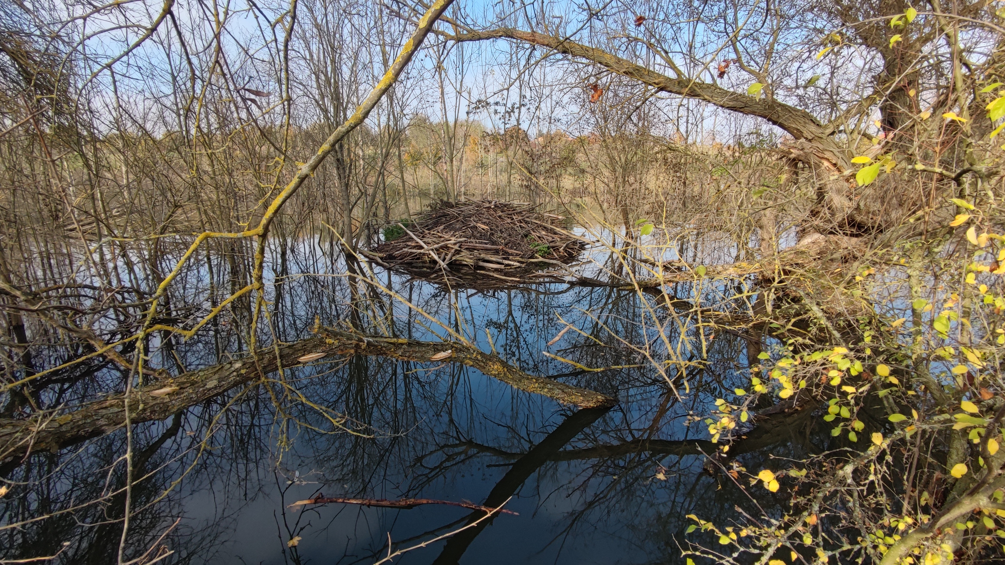 Der Biberteich um die gut sichtbare Biberburg ist nicht nur ein Paradies für Wasservögel sondern auch für Erholungssuchende geworden. 