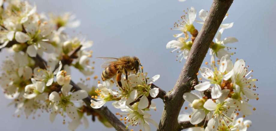 Blüten an einem Baum und eine Biene