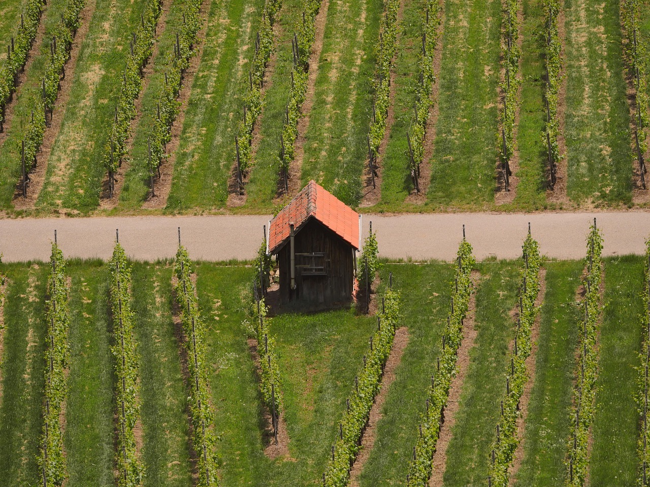 Man sieht einen Weinberg, eine Straße und ein Weinbergshäuschen.