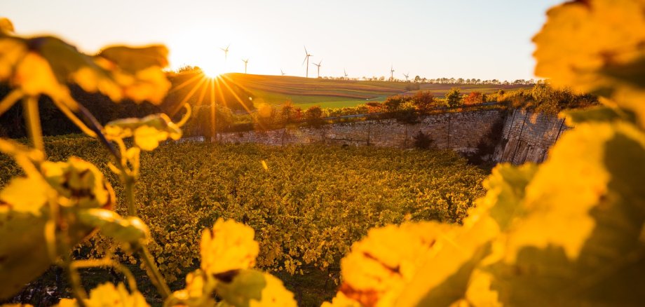 durch Weinreben hindurch wurde ein gold-gelber Sonnenuntergang fotografiert