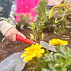 Blumen in einem Blumenbeet