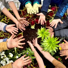 Blumen in einem Blumenbeet und Kinderhände
