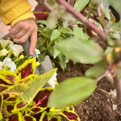 Blumen in einem Blumenbeet