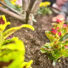 Blumen in einem Blumenbeet