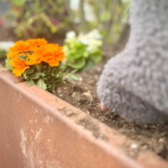 abgebildet ist eine Orangene Blume, die in einem Beet steht