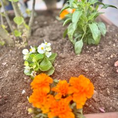 abgebildet ist eine orangene Blume, die in ein Beet eingepflanzt wurde