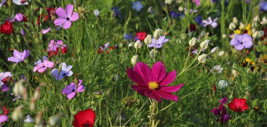 Blumenwiese