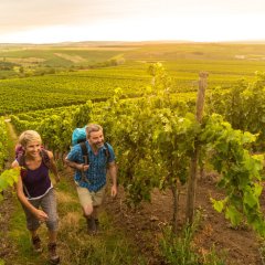 Wanderer in den Weinbergen