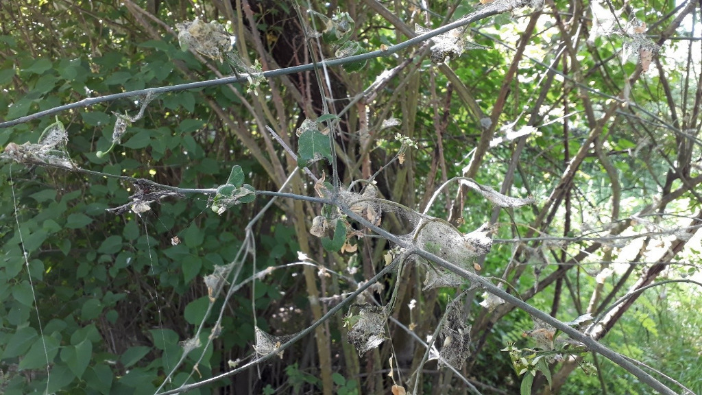 Gespinstmottenraupen