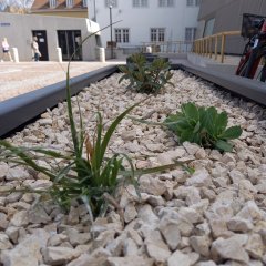 Bepflanzung der Beete und Kübel an der Steinhalle