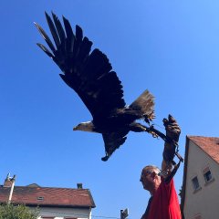 Greifvogelshow beim Römerfest