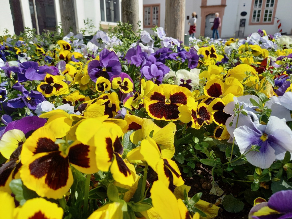 Blumen in verschiedenen Farben