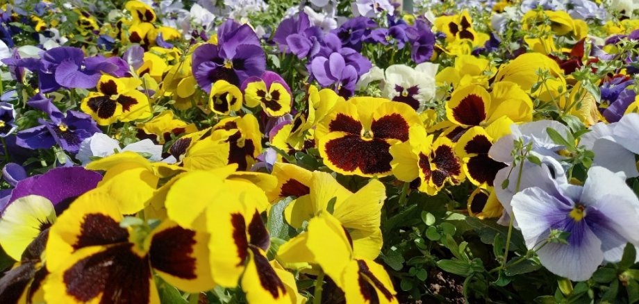 Blumen in verschiedenen Farben