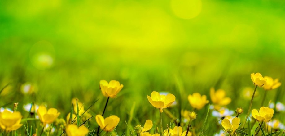 Eine Wiese mit einigen kleinen Blumen