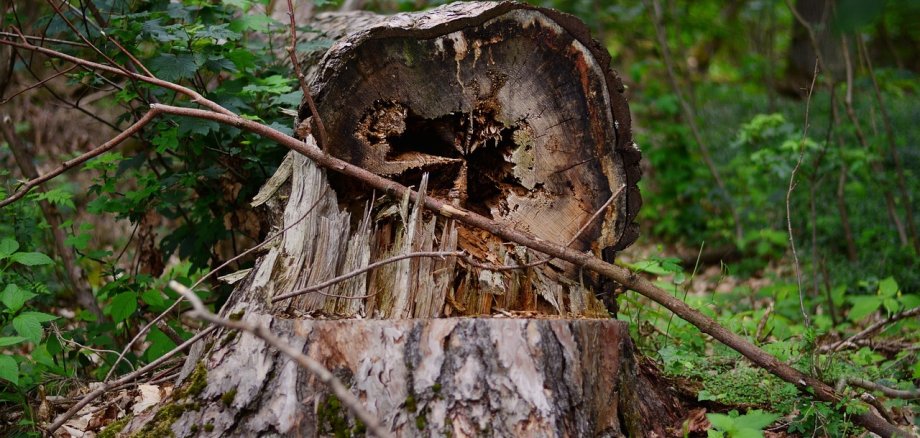 Ein abgebrochener Baum liegt auf der Erde.