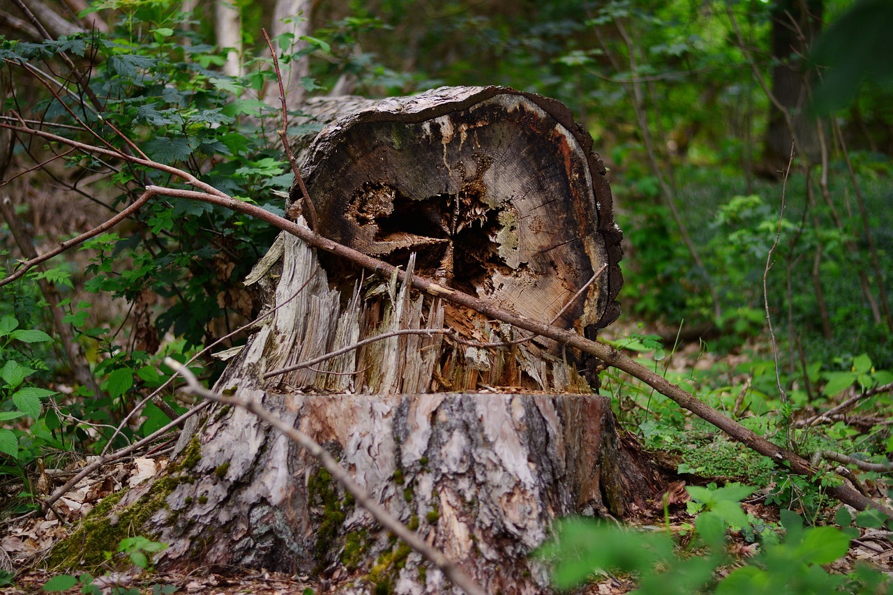 Ein abgebrochener Baum liegt auf der Erde.