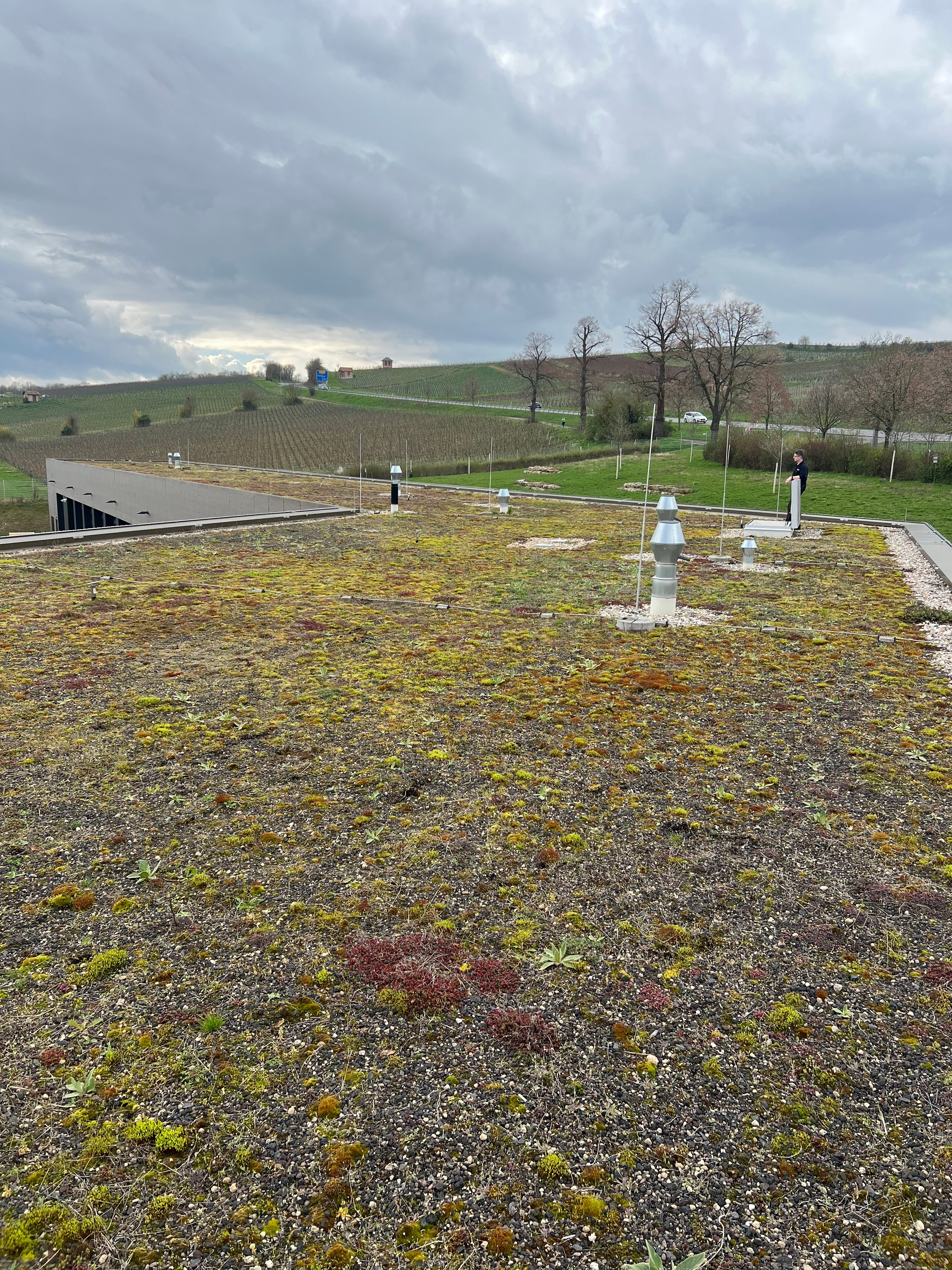 Ein mit Pflanzen bewachsenes Dach. 