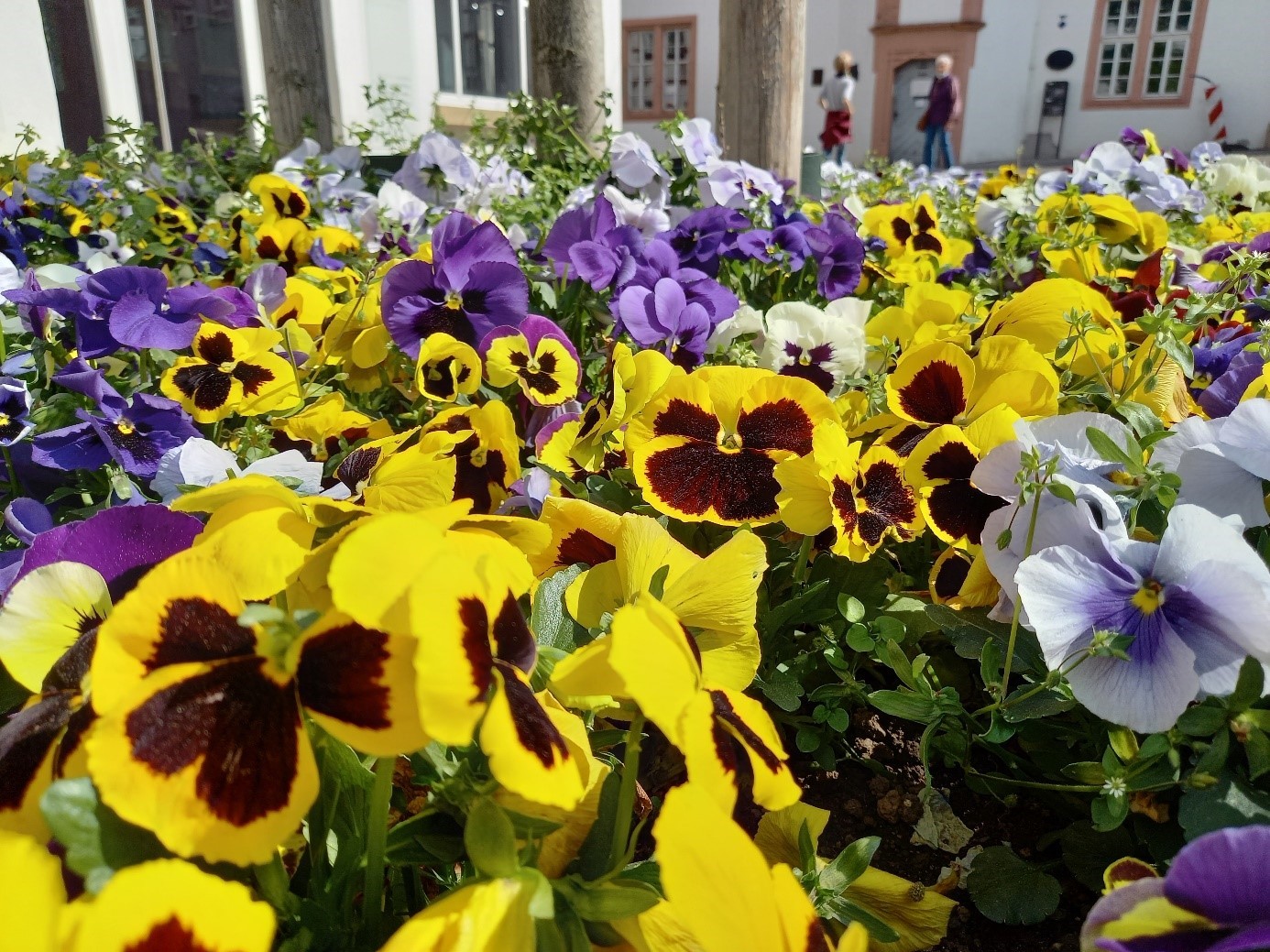 Frühjahrsblumen zum Mitnehmen 