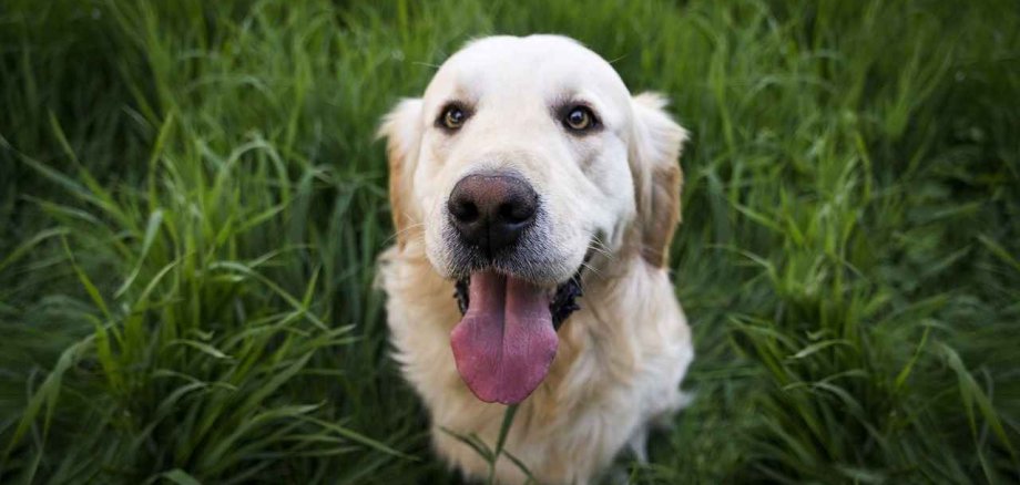 Ein Labrador auf einer Wiese