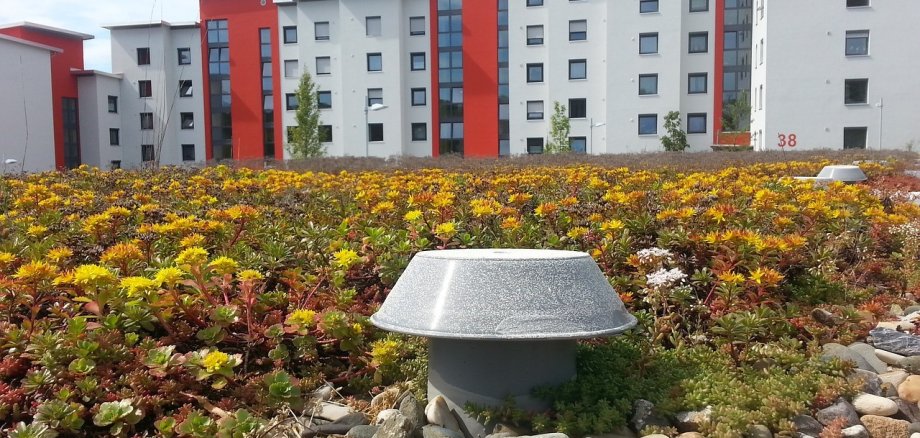 Auf einem Hausdach blühen viele verschiedene Blumen und Pflanzen.