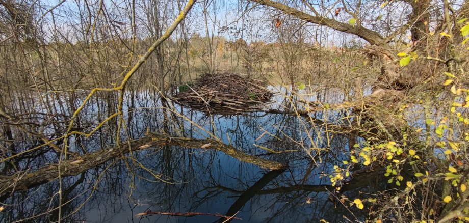 Der Biberteich um die gut sichtbare Biberburg ist nicht nur ein Paradies für Wasservögel sondern auch für Erholungssuchende geworden. 