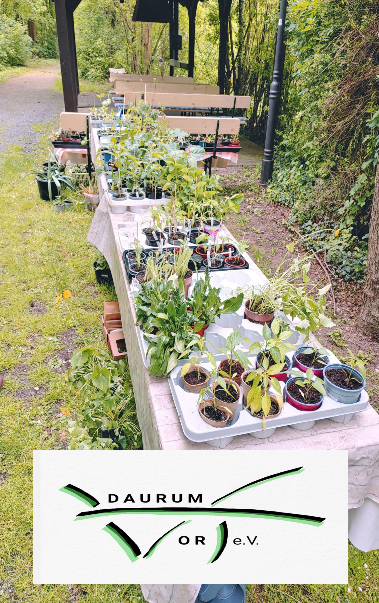 viele grüne Pflanzen auf dem Tisch verteilt und bereit zum pflanzen