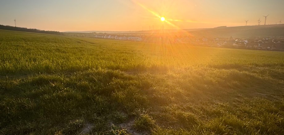 grünes Feld mit wärmender Sonne