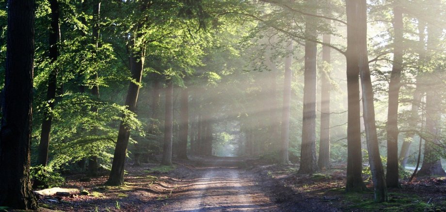 Wald