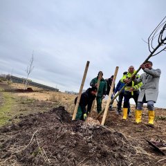 Begrünung der Selzrenaturierung startet 14 Hektar Grünland entstehen Mitten im IG Ost. Pflanzung von Bäumen durch Bürgermeister Steffen Jung und dem Bauteam der Stadt.