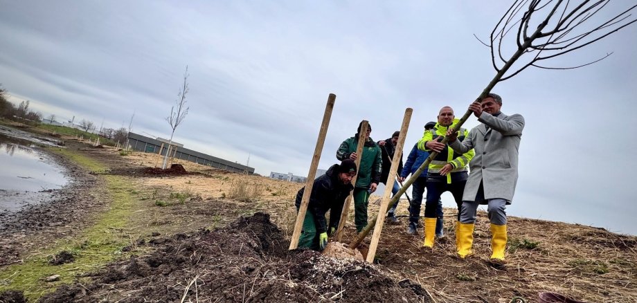 Begrünung der Selzrenaturierung startet 14 Hektar Grünland entstehen Mitten im IG Ost. Pflanzung von Bäumen durch Bürgermeister Steffen Jung und dem Bauteam der Stadt.
