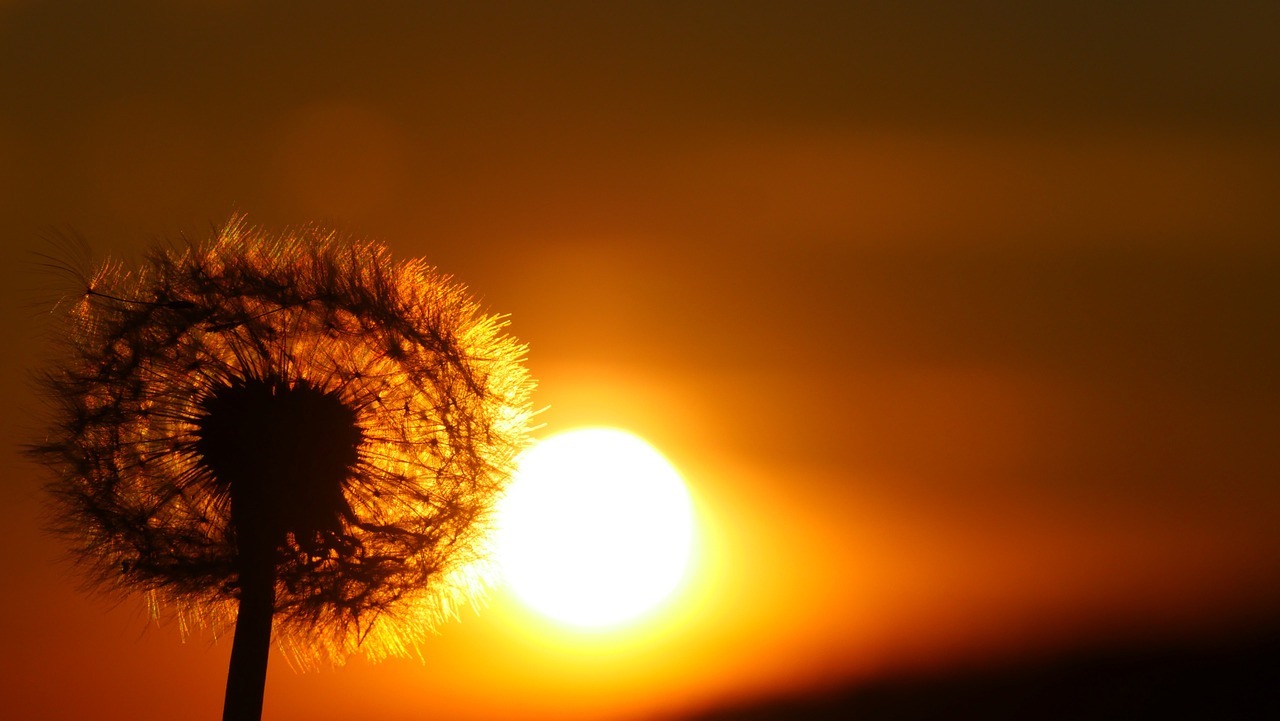 Pusteblume, am Sonnenuntergang.