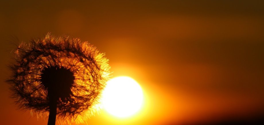 Pusteblume, am Sonnenuntergang.