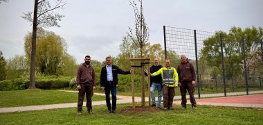 Baumpflanzungsfoto, Baum-Heimersheim.