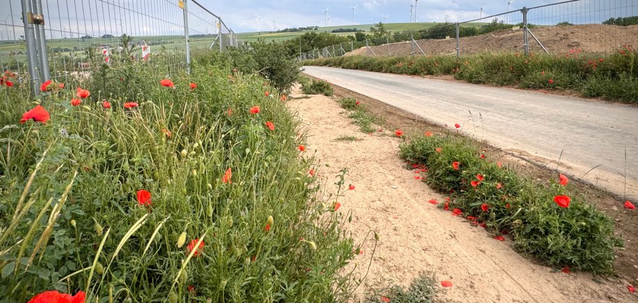 ein Feldweg, eine Straße und grünes Gebüsch mit Roten Blüten