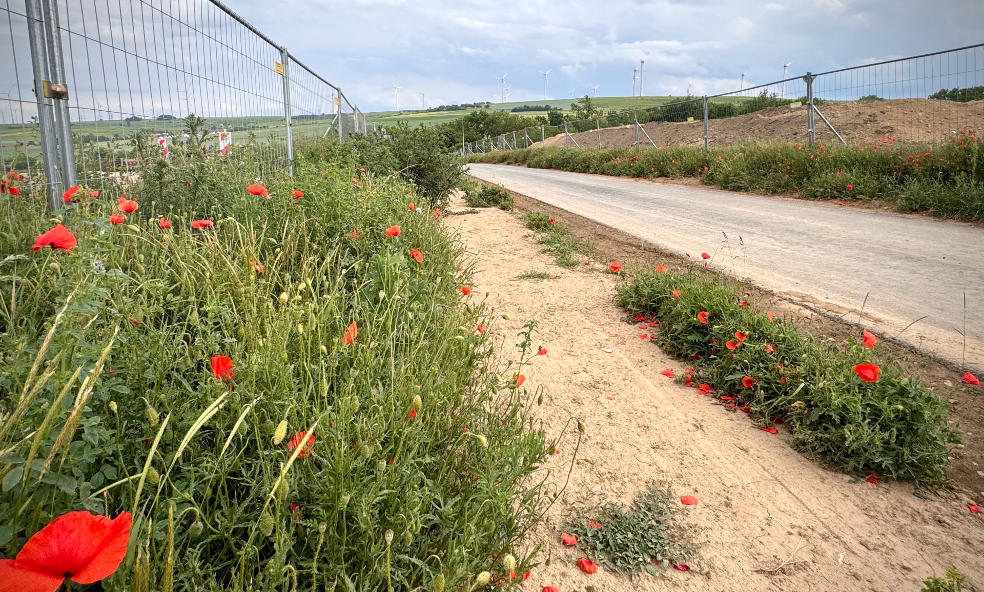 ein Feldweg, eine Straße und grünes Gebüsch mit Roten Blüten