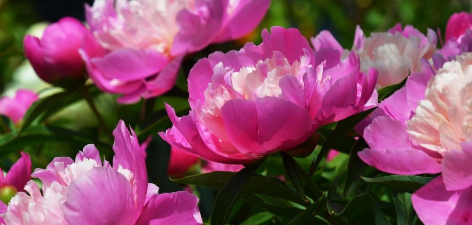 rosa blumen, die aufblühen